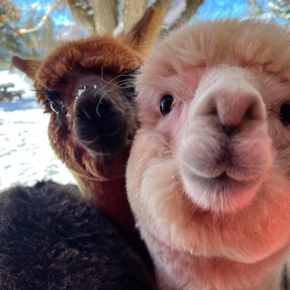 Meet your Posher, Jen - Picture 1 of 1